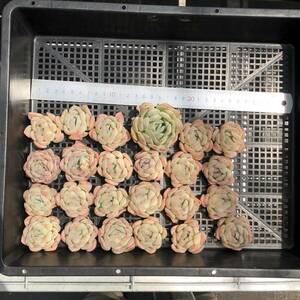 多肉植物24個 0416-D069 スリョン（睡蓮） エケベリア カット苗 寄植え