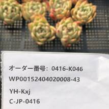 多肉植物10個 0416-K046 モンローQ エケベリア カット苗 寄植え_画像3