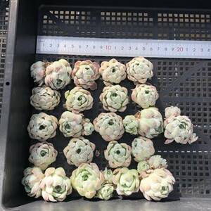 多肉植物21個 0416-K075 ローズエレガンス（薔薇月影） エケベリア カット苗 寄植え