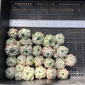 多肉植物21個 0416-K076 ローズエレガンス（薔薇月影） エケベリア カット苗 寄植え