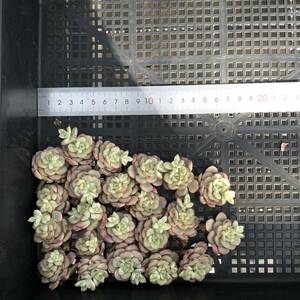 多肉植物22個 0416-K101 タンゴ 錦 エケベリア カット苗 寄植え
