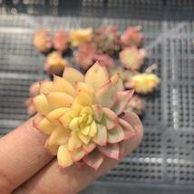 多肉植物20個 0416-K143 女雛錦 エケベリア カット苗 寄植え_画像2