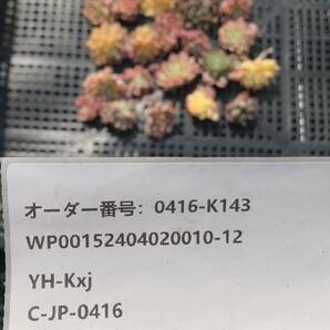 多肉植物20個 0416-K143 女雛錦 エケベリア カット苗 寄植えの画像3