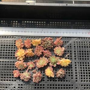 多肉植物20個 0416-K143 女雛錦 エケベリア カット苗 寄植えの画像1