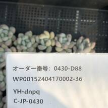 多肉植物24個 0430-D88 フレーベル エケベリア カット苗 寄植え_画像3