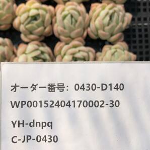 多肉植物24個 0430-D140 スリョン（睡蓮） エケベリア カット苗 寄植えの画像3