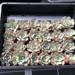 多肉植物24個 0430-D144 サブコリンボサ　ラウ026 エケベリア カット苗 寄植え