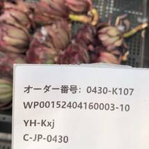 多肉植物 24個 0430-K107 アエオニウム　ピンクグロー カット苗 寄植え_画像3