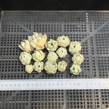 多肉植物14個 0430-K118 ローズエレガンス（薔薇月影） エケベリア カット苗 寄植え_画像1