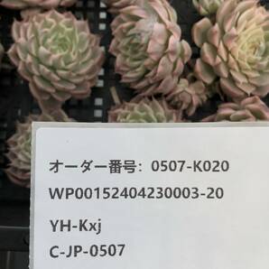 多肉植物17個 0507-K020 マーガレッド錦 エケベリア カット苗 寄植えの画像3