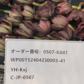 多肉植物 24個 0507-K041 アエオニウム モーニンググロー（朝焼け） カット苗 寄植えの画像3