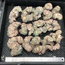 多肉植物14個 0507-K050 スリョン（睡蓮）綴化 エケベリア カット苗 寄植え_画像1