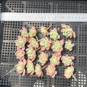 多肉植物20個 0507-K063 スモールピーチ エケベリア カット苗 寄植え