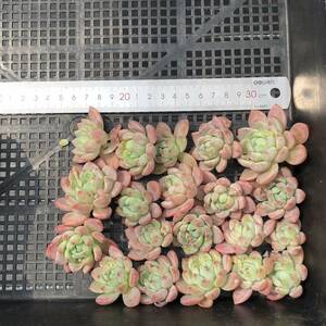 多肉植物20個 0507-K069 スモールピーチ エケベリア カット苗 寄植え