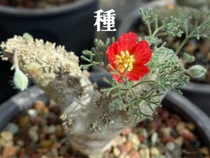 多肉植物　紅花モンソニア ペニクリナム　種4粒
