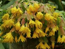 多肉植物　黄花シャコバサボテン ブラデイ （4枚)_画像1