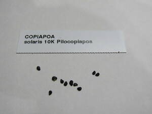 ●●サボテン　種子　 コピアポア　ソラリス　(沙羅玉) 　　Copiapoa solaris　新鮮輸入種子10粒●●