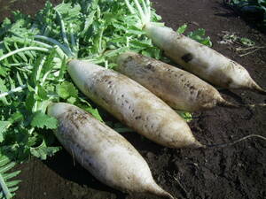  three . daikon radish 50 bead.