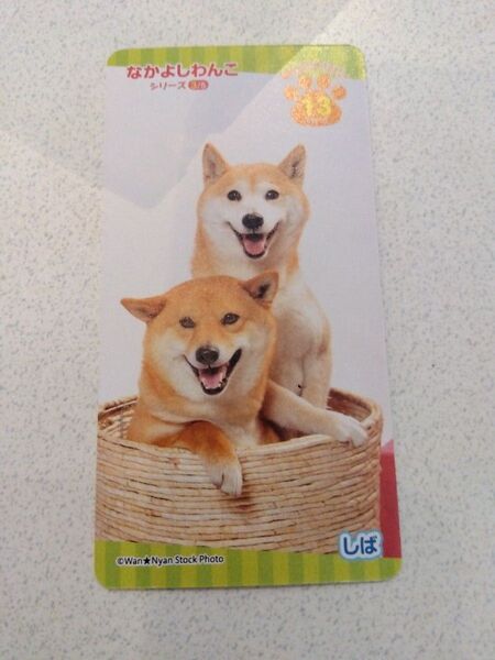 なかよしわんこ シリーズ3/5 しば わんこナンバー13ver6柴犬写真カード