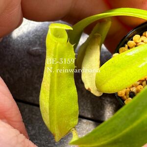 BE-3159 N. reinwardtiana ウツボカズラ 食虫植物 ネペンテス 10