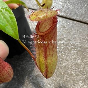 BE-3672 N. ventricosa x hamata ウツボカズラ 食虫植物 ネペンテス 2