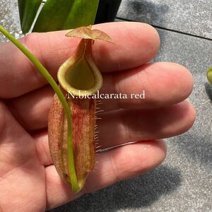 Nepenthes bicalcarata red ウツボカズラ 食虫植物 ネペンテス