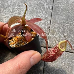 BE-3322 N. spectabilis Perkinson Giant ウツボカズラ 食虫植物 ネペンテス4