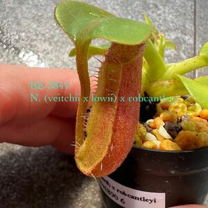 期間限定Spring Sale!! BE-3841 N. (veitchii x lowii) x robcantleyi ウツボカズラ 食虫植物 ネペンテス 6