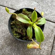 期間限定Spring Sale!! BE-3225 N. villosa ウツボカズラ 食虫植物 ネペンテス 3_画像10
