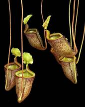 BE-3651 N. palawanensis ウツボカズラ 食虫植物 ネペンテス 5_画像2