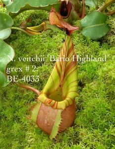 BE-4033 N. veitchii ‘Bario Highland’ - grex # 2ウツボカズラ 食虫植物 2