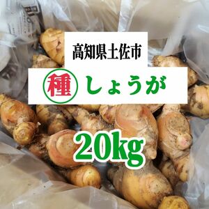 土佐市産種生姜　20kg