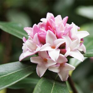 沈丁花　挿し穂　6本