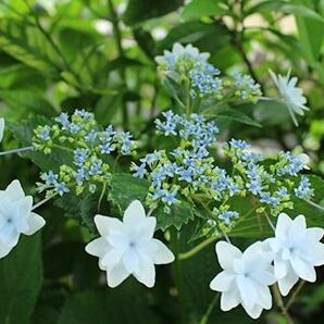 ガクアジサイ　墨田の花火　挿し木苗