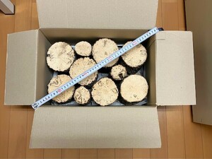 [ Kawaguchi association ] talent . production carefuly selected sawtooth oak, breeding production egg tree BIG size NO33{7 pcs insertion }