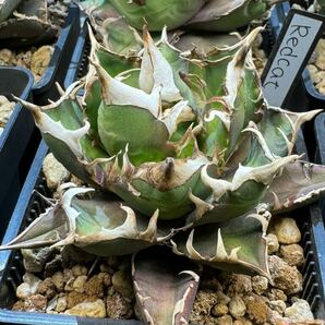 鉢のまま発送 アガベ チタノタ レッドキャットウィーズル 赤猫 agave titanota red catweazleの画像1