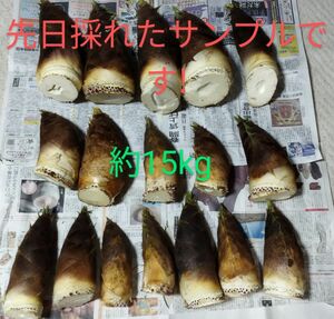 千葉県産　たけのこ15kg　約15本から18本程