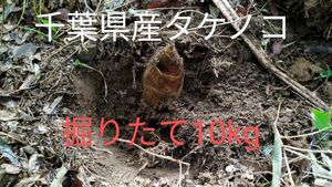 千葉県産たけのこ　約10kg　約13本程　無農薬