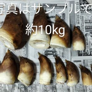 千葉県八街市産たけのこ 約10kg　約7本から10本程