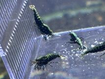 ブラックギャラクシーフィッシュボーン　青　緑表現　8匹　　TK(旧Misaki )shrimp_画像5