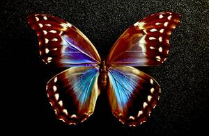  ■外国産蝶標本　ディディウスモルフォ Ａ♀　 ペルー・フニン県 産　野外採集品