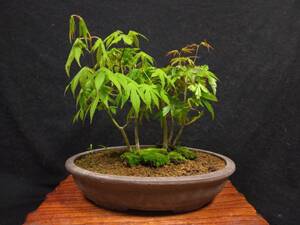 * bonsai /.. maple /..../yama/ oo momiji/ free shipping *