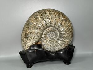  Anne mo Night fossil extra-large weight approximately 14.2kg height approximately 31.5cm pcs attaching era thing era old .. warehouse goods appreciation stone ornament stone ornament old fine art collection interior 