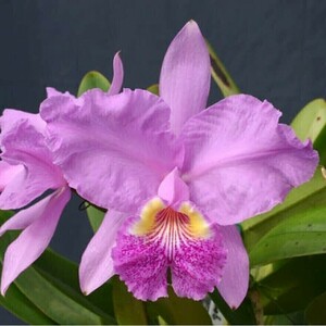 ★◆【洋蘭原種】◆★ C. lueddemanniana ‘Carabobo Queen’ (OG) 開花サイズ株