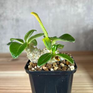 A2 パキポディウムウィンゾリー★ Pachypodium windsorii ★コーデックス 良型 塊根植物 実生1の画像3