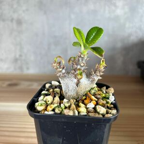 A1 パキポディウムウィンゾリー★ Pachypodium windsorii ★コーデックス 良型 塊根植物 実生1の画像3