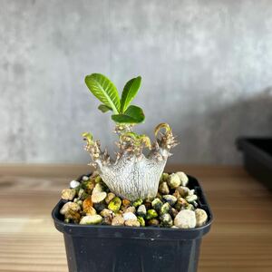 A1 パキポディウムウィンゾリー★ Pachypodium windsorii ★コーデックス　良型　塊根植物　実生1