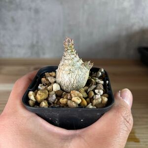 A2 パキポディウムウィンゾリー★ Pachypodium windsorii ★コーデックス　良型　塊根植物　実生1