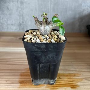 A4 パキポディウムウィンゾリー★ Pachypodium windsorii ★コーデックス 良型 塊根植物 実生1の画像4