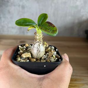 A5 パキポディウムウィンゾリー★ Pachypodium windsorii ★コーデックス 良型 塊根植物 実生1の画像1